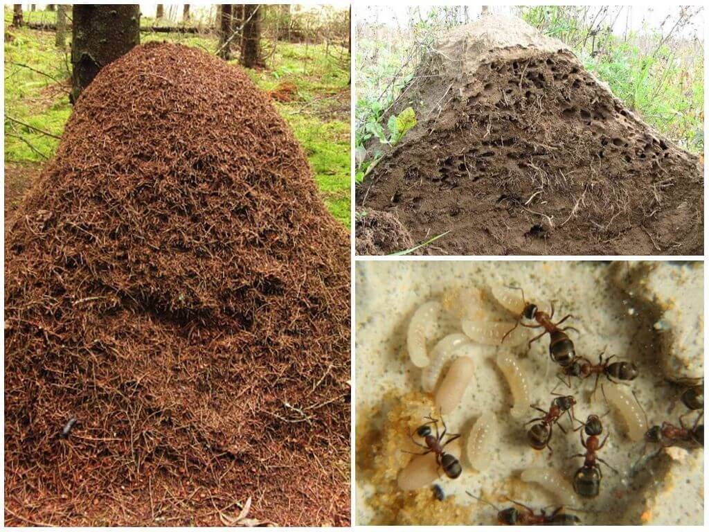 О муравьинке для пчел: инструкция, обработка щавелевой и муравьиной кислотой