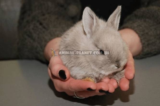 О карликовом кролике: описание породы и уход, как выбрать японского кролика