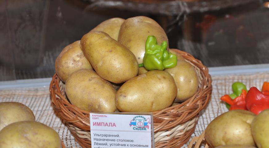 Картошка «мадейра» — что это за сорт, описание