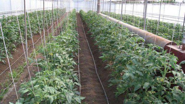 Рассада помидоров: когда высаживать в теплицу и как защитить от заморозков. посадка рассады помидоров в теплицу