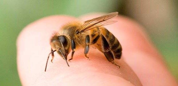 Чем мазать укус пчелы если опухло в домашних условиях: народные средства