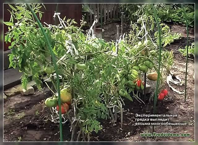 Как сажать томаты по 2 штуки в одну лунку