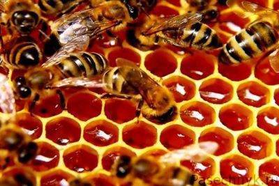 Правила подкормки пчел осенью