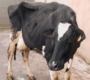 Что такое кетоз у коровы и КРС (симптомы, как лечить заболевание)