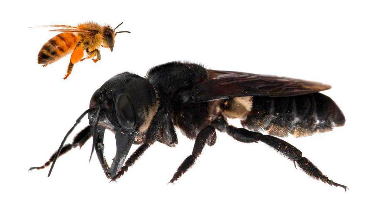 Пчелиные вредители – кто они и как с ними бороться?