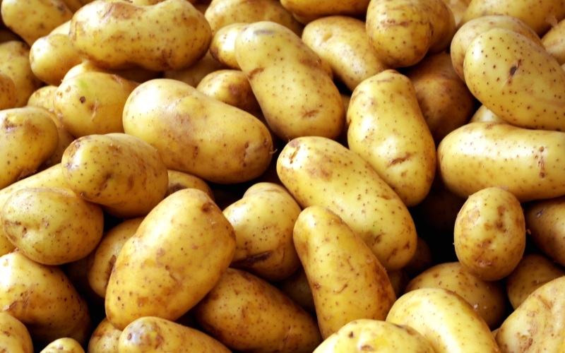 Двухурожайный картофель «тирас»: описание сорта, фото, тактика ухода