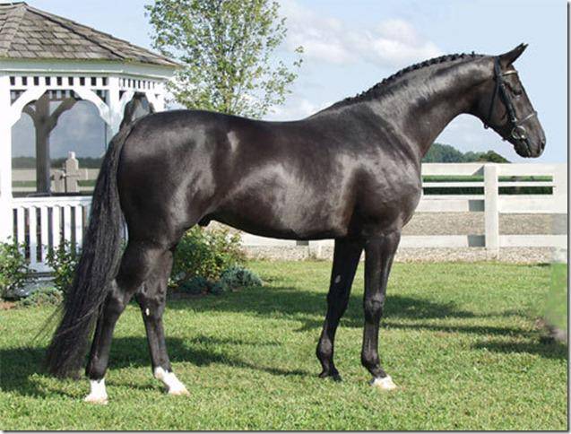 Ганноверская лошадь - hanoverian horse - qwe.wiki