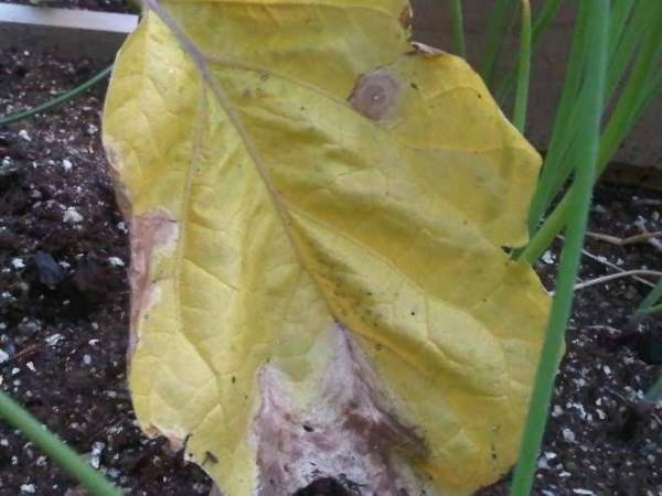 Что делать если у рассады баклажанов сохнут и закручиваются листья
