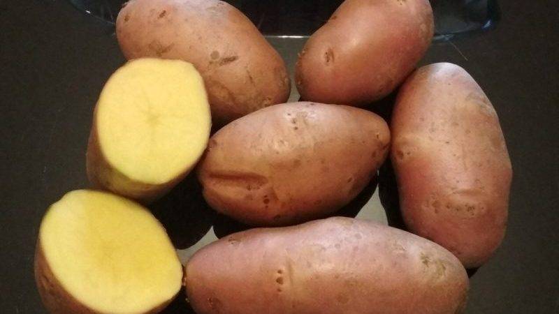 Эволюшн: описание семенного сорта картофеля, характеристики, агротехника