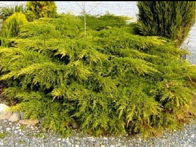 Можжевельник средний олд голд (juniperus x pfitzeriana old gold)