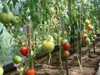 Как посадить помидоры в теплице из поликарбоната. правила ухода