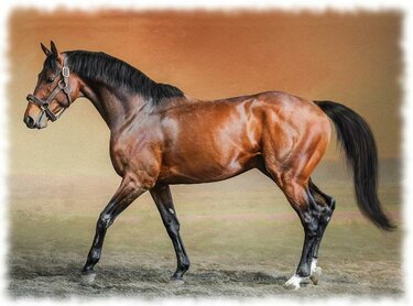 Самая дорогая лошадь в мире (фото). самые дорогие лошади в мире: топ 10