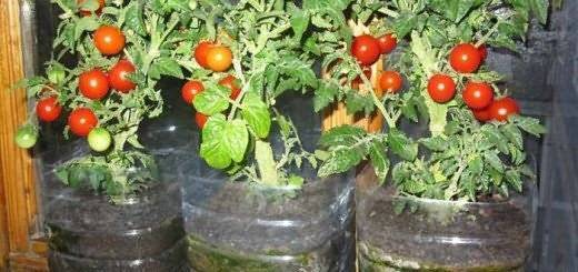 Выращивание рассады помидоров в торфяных горшочках: как сажать, ухаживать и перемещать в землю?