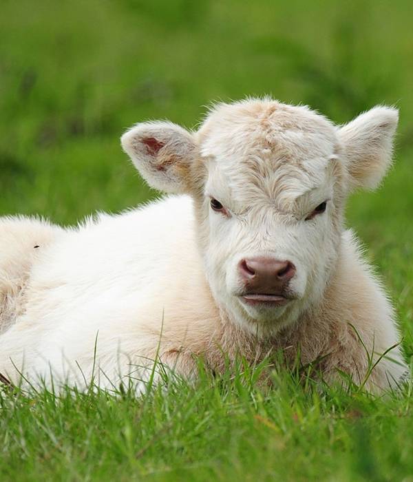 Плюшевая корова: происхождение, описание породы и уход за ней