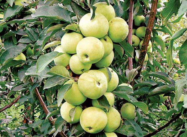 Колоновидная яблоня: особенности посадки саженцев и правила ухода