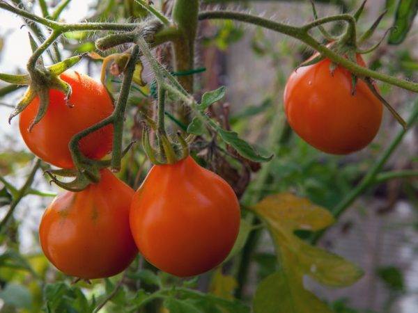 Томат японский трюфель: описание, характеристики, отзывы, особенности посадки и выращивания. 120 фото и видео сорта помидора