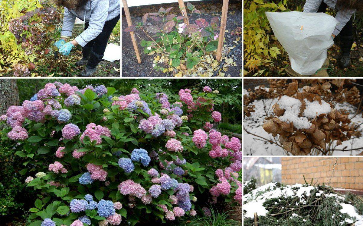 Подготовка гортензии к зиме: как сохранить гортензию в саду? как зимует цветок в открытом грунте? как утеплить? нужно ли подрезать и выкапывать гортензию?