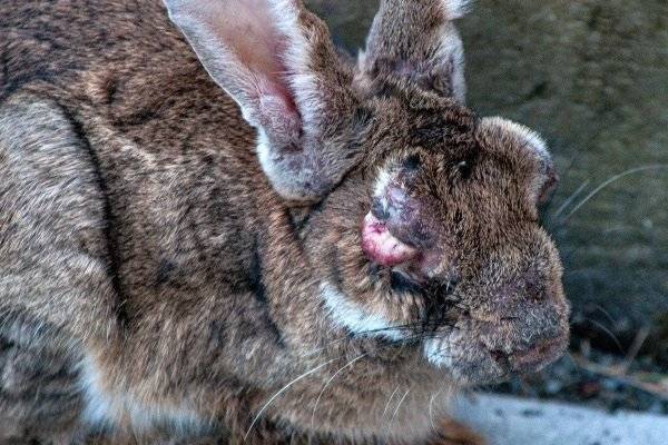 Чем лечить болячки у кроликов в ушах