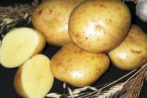 Картофель «ласунок» — описание сорта, отзывы, выращивание и уход