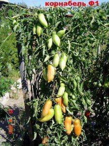 Отличительные черты и особенности томата корнабель