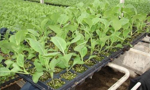 Посадка капусты в открытый грунт рассадой - как получить ранний и хороший урожай?
