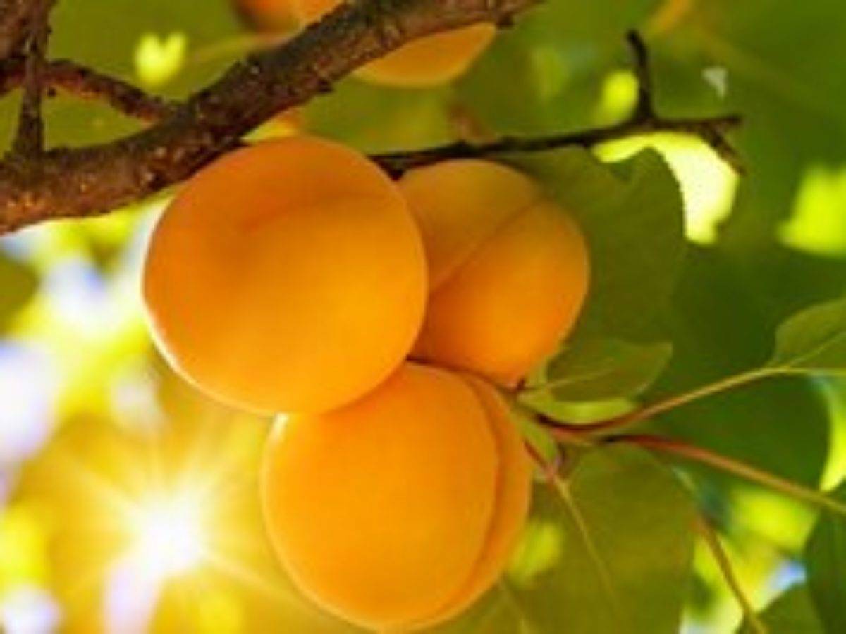 Правильная посадка абрикоса в грунт