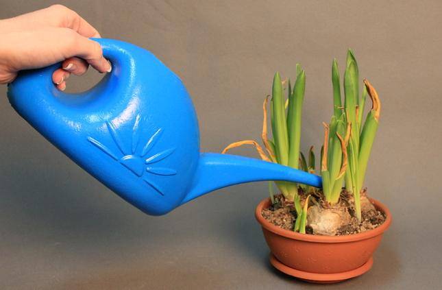 Эффективный уход за гиацинтом в домашних условиях: как ухаживать за растением в горшке