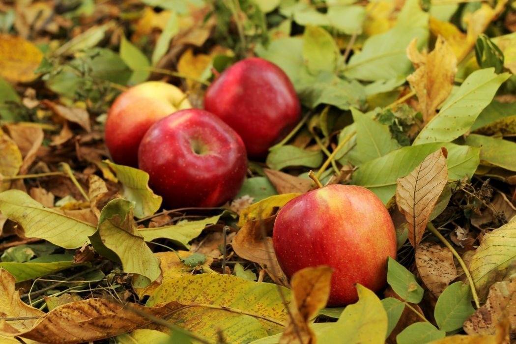 Яблоня сорта коваленковское — настоящее чудо белорусской селекции