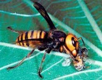 Чем опасны африканские (африканизированные) пчелы?