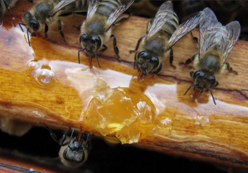 Сахарный сироп для пчел. как приготовить и правильно скармливать