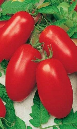 Лучшие сорта томатов: топ самых урожайных помидоров 2019 года