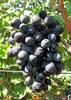 Подробные советы по уходу за виноградом весной. распространенные ошибки