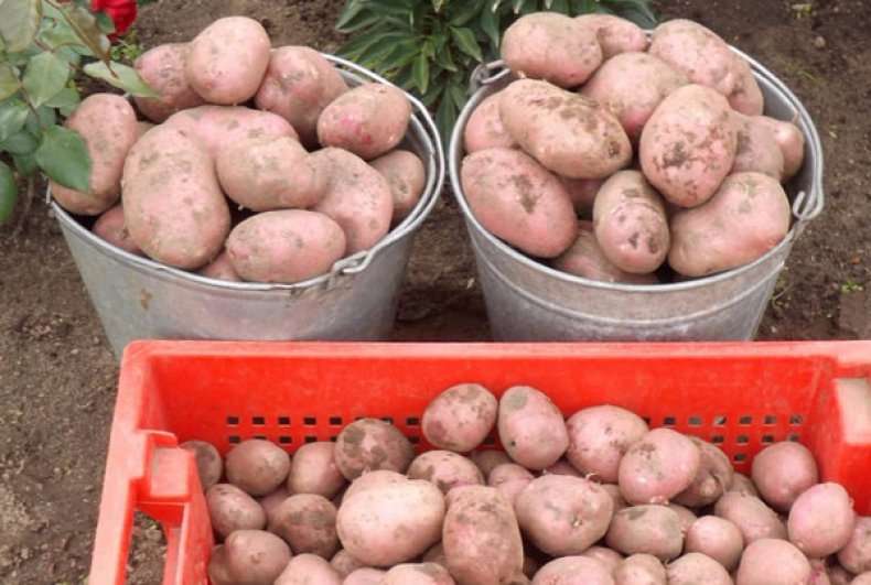 Топ-7 популярных сортов картофеля, проверенных временем
