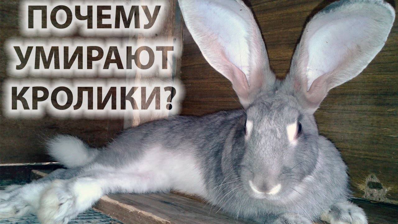 Дохнут кролики без видимых причин – что делать?