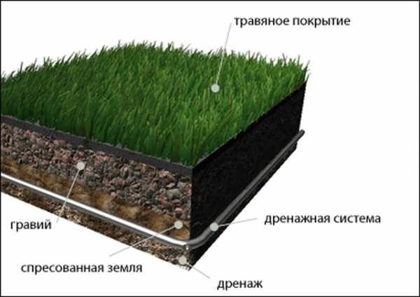 Какой газон лучше посадить на даче: описание и виды трав