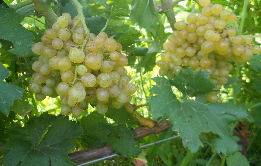 Морозостойкие неукрывные сорта винограда