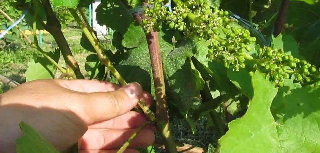 Пасынкование винограда — схемы пасынкования и избавления от ненужных побегов (фото и видео)