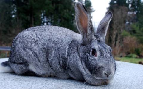 О кролике рекс: декоративная короткошерстная порода, описание, стандарты и уход