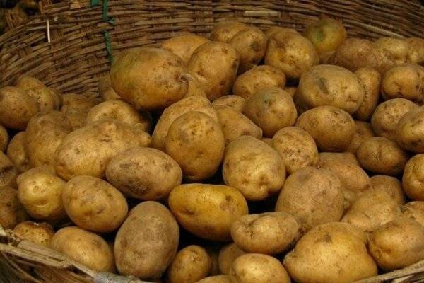 Сорт картофеля «адретта» от немецких селекционеров