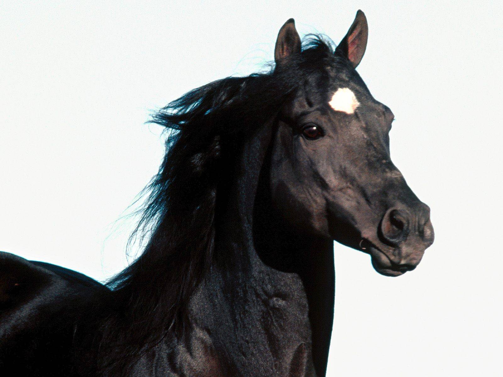 Конь вороной масти: особенности и разновидности лошадей черного цвета
