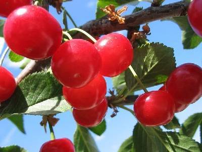 Особенности морозостойких сортов вишни
