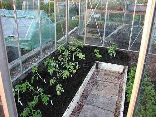 Высадка рассады томатов в грунт и теплицу