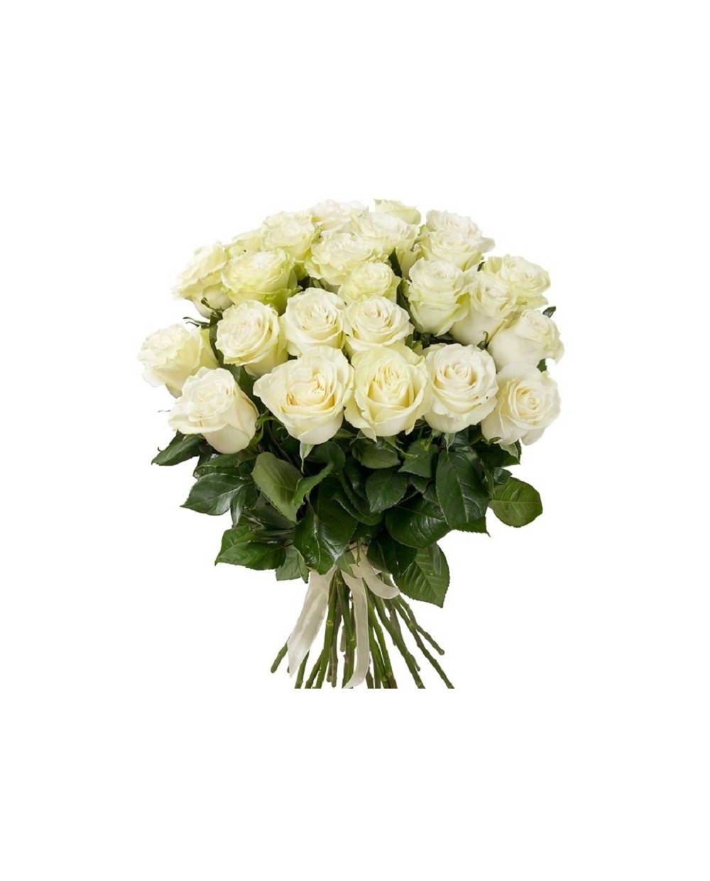О белых розах: самые красивые и большие, белоснежные и шикарные сортовые цветы