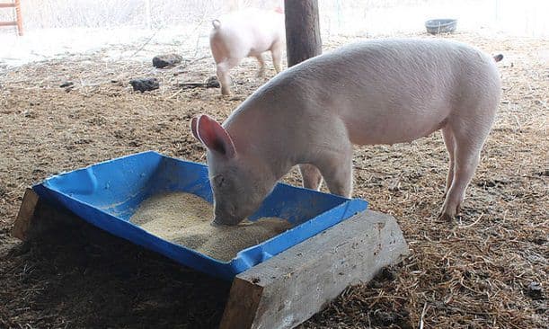 Кормушки для свиней — какие необходимы и как сделать своими руками