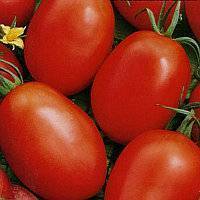 Томат "буян" ("боец"): фото касного и желтого сорта, описание и основные характеристики помидоры
