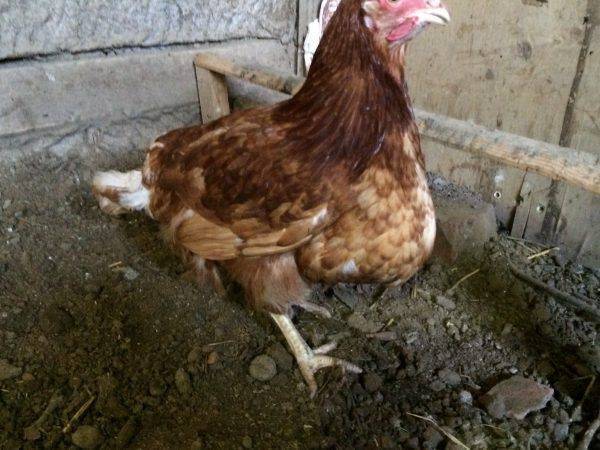 О лечении болезней цыплят: почему опускают крылья и дохнут, что делать
