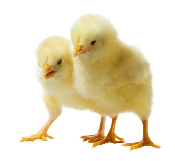 Выращивание суточных цыплят: уход и кормление