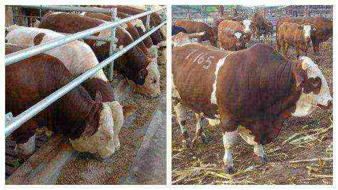 Советы опытных животноводов по выращиванию бычков на мясо