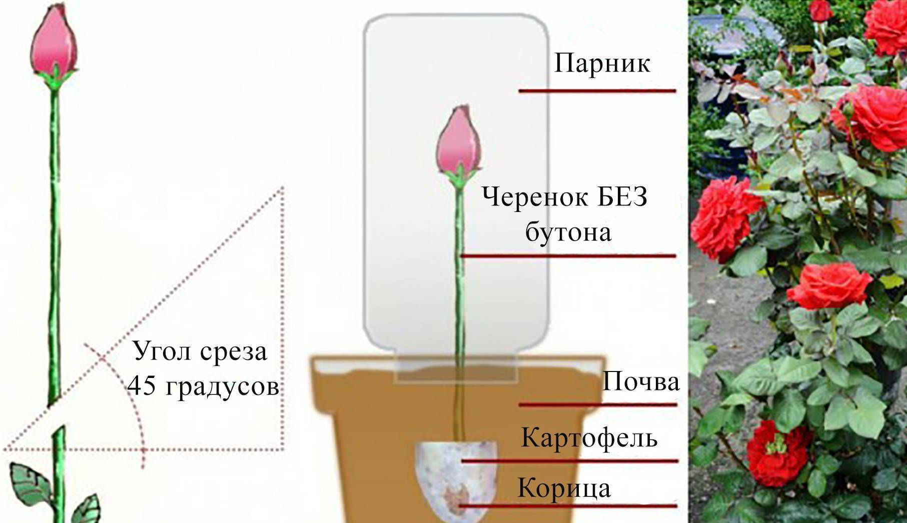 Как укоренить срезанную розу из букета в домашних условиях