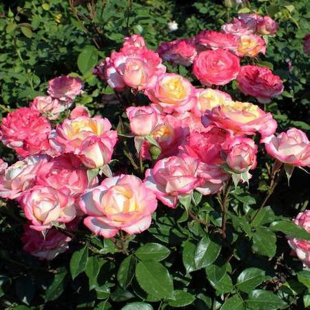 О розе Laminuette: описание и характеристики, выращивание сорта розы флорибунда
